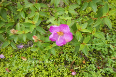 Osbeckia aspera var. wightiana